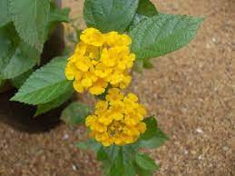 Gold Trailing Lantana Planting Flowers Making Plant Pots Plants