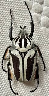 Image result for Ceropegia togoensis