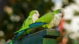 How old is the budgie? 140 Cute And Adorable Parakeet Names With Meaning We Re All About Pets