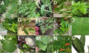 Image result for Bignoniaceae