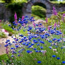 Centaurea montana is a popular perennial species, closely related to traditional cornflower (which is an annual plant), and often referred to as mountain cornflower, perennial cornflower, perennial bachelor's button, or mountain bluet. Bachelor S Button Blue Boy Seeds Only For 0 99 Happy Green Shop