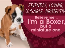 They live happy, content lives here at our home and are raised with all the tlc that every puppy desires. Meet The Miniature Boxer A Mix Breed Of Boxer And Boston Terrier Dogappy