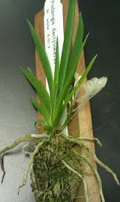 Image result for Podangis dactyloceras