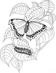coloriages de papillon kleurplaten vlinders kleuren coloriage professeur zumba