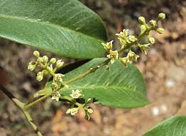 Image result for Embelia