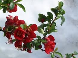 Image result for Chaenomeles japonica