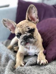 Check spelling or type a new query. Die Farben Der Franzosischen Bulldogge Bataillon D Amour