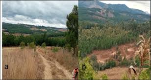 Image result for Eriosema flexuosum