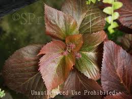 Image result for Acalypha lanceolata
