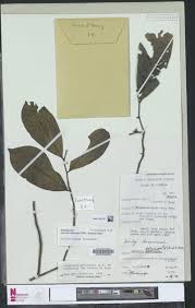 Image result for Sarcophrynium prionogonium