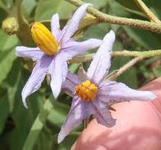 Image result for Solanum campylacanthum 'panduriforme type'