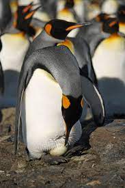 King Penguins Don T Make Nests Of Any Kind They Carry Their Egg Around With Them At All Times On Top Of Their Feet The Eg Penguins King Penguin Cute Penguins