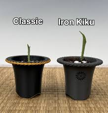 Image result for Craspedorhachis