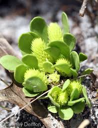 Image result for Polygala capillaris