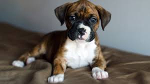 Delta Sends 8 Week Old Puppy To Wrong Destination Conde Nast Traveler