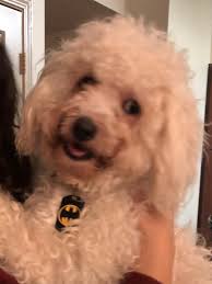 Missing Basset Hound in Anthony, Texas