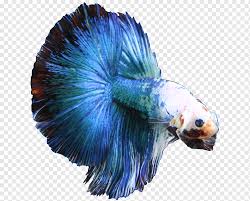 Captive betta fish have been bred to have dramatic, flowing fins in vibrant colors. Singapore Siamese Fighting Fish Breed Electric Blue Betta Blue Animals Tail Png Pngwing
