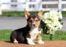 So, if you breed a corgi with a smaller dog. Super Cute German Shepherd Puppies For Sale Ø§Ù„ÙƒÙˆÙŠØª 28601