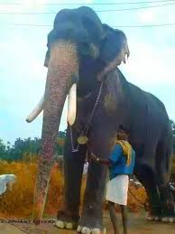 A tribute to mangalamkunnu karnan. Mangalamkunnu Karnan Fanz Home Facebook