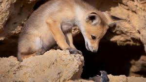 Humour drole video drole photos rigolote humour sexy. Les Photos D Animaux Les Plus Droles