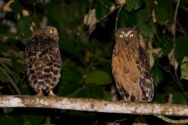 Bird That Sounds Like A Car Alarm Canada Buffy Fish Owl Ketupa Ketupu Google Search World Birds Owl Birds