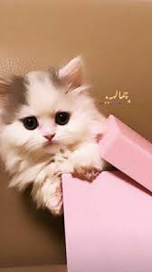 Pin By ام لسان On صورة Cute Cat Cute Stories Creepy Drawings
