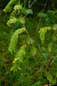 Image result for Humularia