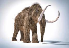 It is also known as the tundra mammoth. Woolly Mammoths May Have Lived Thousands Of Years After Supposed Extinction Watts Up With That