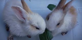 Can Rabbits Eat Spinach Pet Consortium