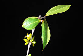 Image result for Strychnos pungens