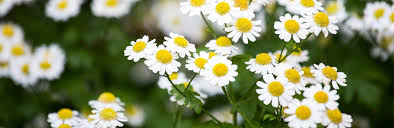 Skip to our extensive flower bunch list. How To Grow And Care For Chamomile Lovethegarden