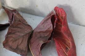 Indian Almond Leaves Are Said To Help Combat Fish Diseases And Prevent Stress By Mimicking The Natural Habitat But How When And Why Sh In 2020 Fish Almond Betta Fish