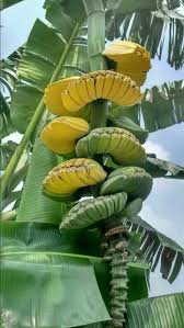 Pisangnya Keren Abis Taman Buah Pohon Buah Kebun Sayur