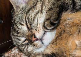 Bir Kedide Hirilti Bir Kedi Nefes Alirken Neden Hirilti Yapar Sinir Sistemi Hastaliklari