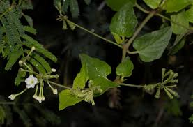 Image result for Commicarpus