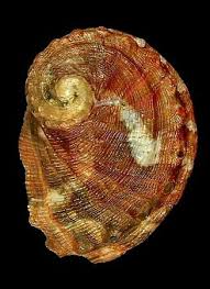 She was admitted to the maltese bar in 2006, for the past 12 years she has defended her clients Haliotidae Haliotis Dalli Dalli Sea Shell Decor Sea Shells Ocean Creatures