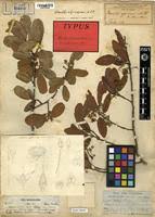 Image result for Monotes africanus