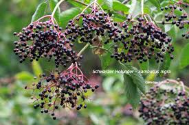 Holunder punsch und ausgebackene holunderblüte. Kraeuter Wandern Blog Kraeuter Wandern Martina Schultze
