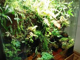 Updated Grow In Photos Of My 1st Viv Dendroboard Succulent Terrarium Vivarium Moss Garden