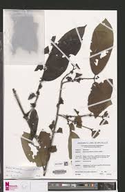 Image result for Aidia micrantha