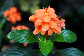 Image result for Crossandra mucronata