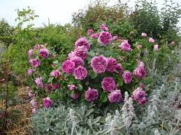 Zu Den Ofterbluhenden Rosen Auf Der Sudseite Des Samlingsbeets Gehort Parfum Flower Circus Plants Flowers Rose