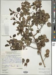 Image result for Premna velutina
