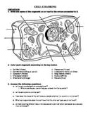 Plant cell coloring answer sheet. Plant Cell Color Worksheets Teaching Resources Tpt