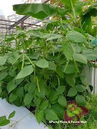 Image result for Vigna reticulata