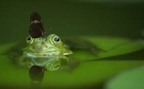 We would like to show you a description here but the site won't allow us. 390 Frog Hd Wallpapers Background Images