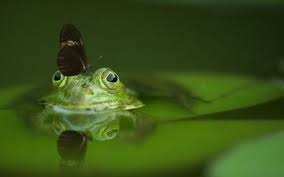 16282 views | 30200 downloads. 390 Frog Hd Wallpapers Background Images