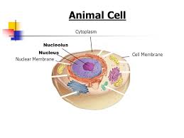 Animal cells have unique features that distinguish them from plant and fungi cells. Cell Structures Functions And Transport Ppt Video Online Download