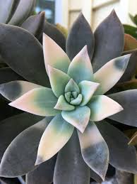 So, if you are looking for a succulent that's forgiving and won't mind the occasional neglect, ghost plant is a. Great Mother S Day Gift Ghost Plant Succulent Cuttings Or Leaves Graptopetalum Paraguayense Gardening Plants Plants Deshpandefoundationindia Org