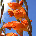 Image result for Gladiolus zimbabweensis